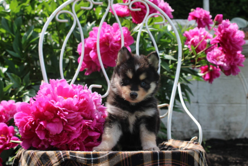 puppy, for, sale, Pomsky, Matthew B. Stoltzfus, dog, breeder, Gap, PA, dog-breeder, puppy-for-sale, forsale, nearby, find, puppyfind, locator, puppylocator, aca